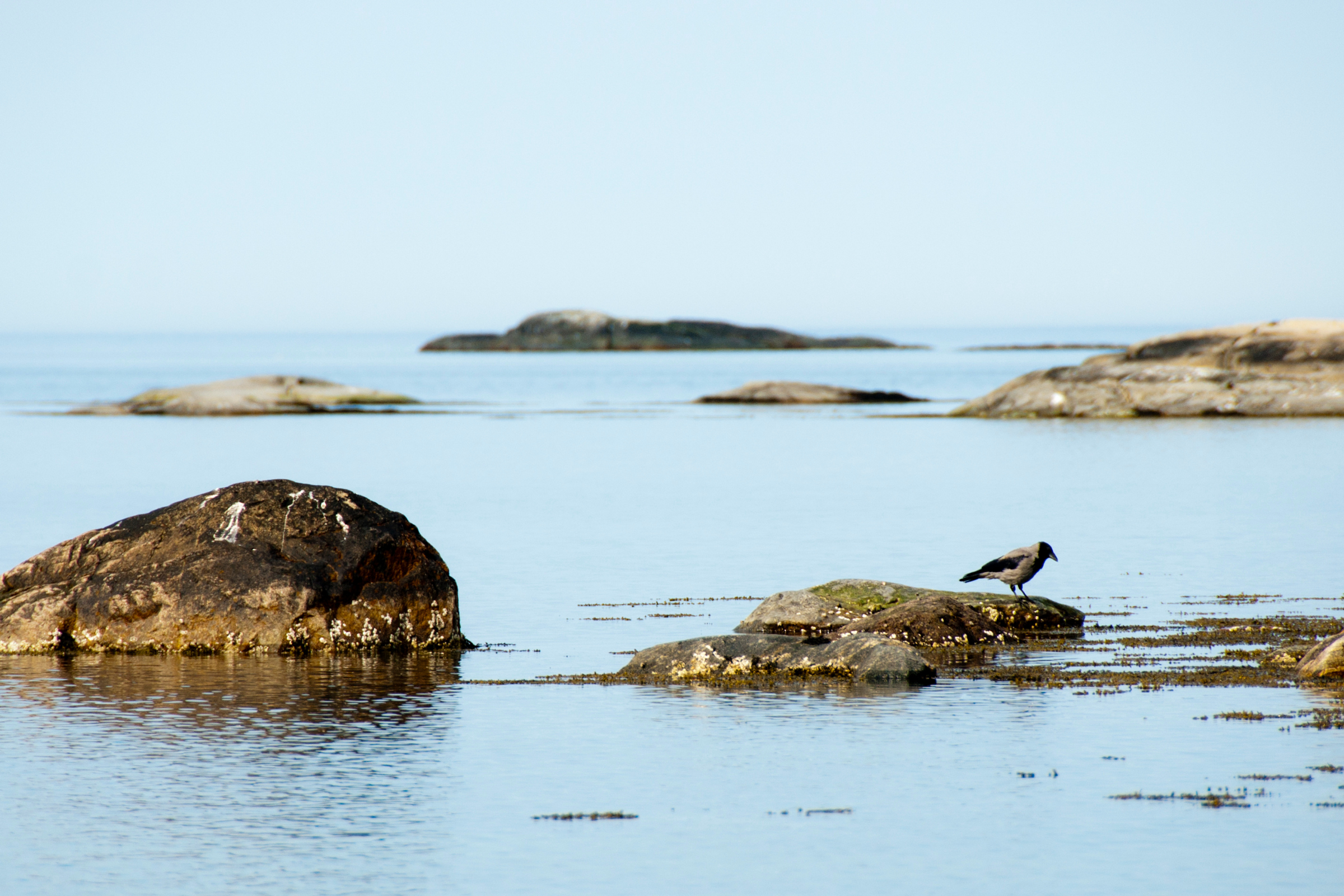 koster islands (4).webp